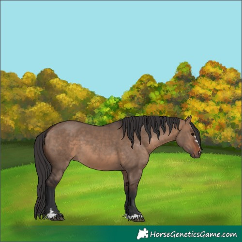 Horse Color:Brown Dun 