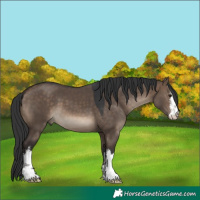 Horse Color:White Spotted Brown Dun
