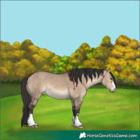 Horse Color:Bay Dun