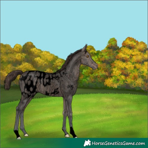 Horse Color:Void Brown Ice Roan Dun Near Leopard Brindle 