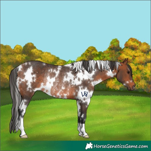 Horse Color:White Spotted Bay Rabicano 
