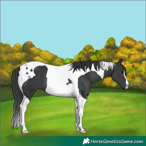 Horse Color:Black Tobiano 