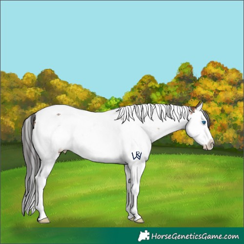Horse Color:White Spotted Brown Splash Tobiano 