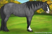 Horse Color:Blue Roan Splash Frame 