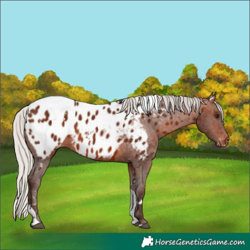 Horse Color:White Spotted Silver Brown Tobiano Appaloosa 
