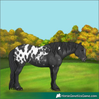 Horse Color:White Spotted Black Appaloosa Rabicano 