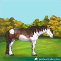 Horse Color:Bay Splash Tobiano 