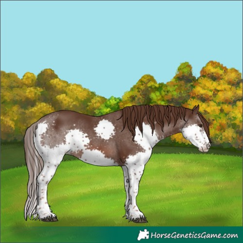 Horse Color:Liver Chestnut Splash Tobiano 