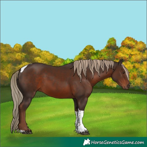 Horse Color:Liver Chestnut Tobiano 