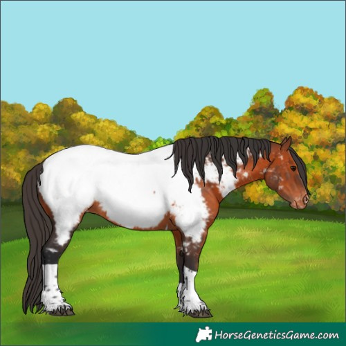 Horse Color:Bay Tobiano Appaloosa 