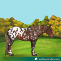 Horse Color:Liver Chestnut Tobiano Appaloosa Rabicano and White Spotted Liver Chestnut Appaloosa
