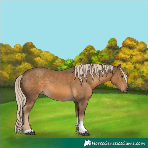 Horse Color:Chocolate Palomino Tobiano 