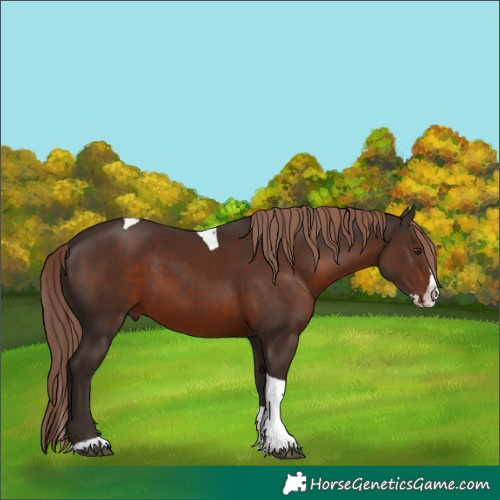 Horse Color:Liver Chestnut Splash Tobiano 