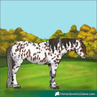 Horse Color:White Spotted Liver Chestnut Appaloosa