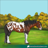 Horse Color:Bay Splash Tobiano Appaloosa 