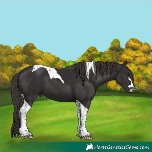Horse Color:Liver Chestnut Tobiano 