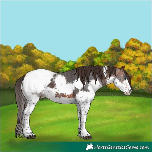 Horse Color:Brown Splash Tobiano Appaloosa 