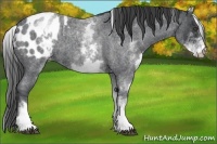 Horse Color:White Spotted Blue Roan Appaloosa Rabicano