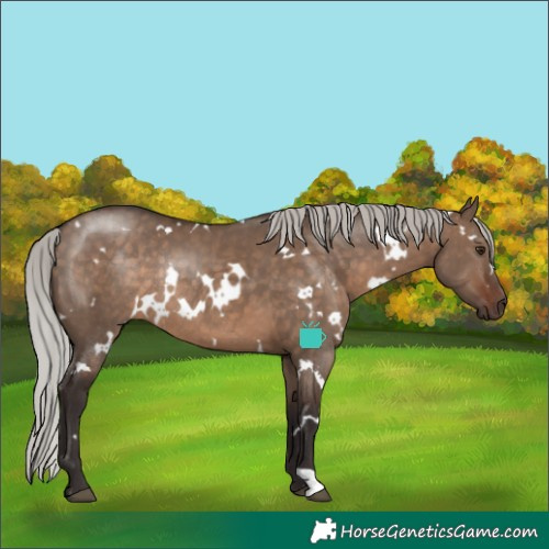 Horse Color:White Spotted Silver Brown Dun Rabicano 