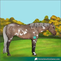 Horse Color:White Spotted Silver Brown Dun Rabicano