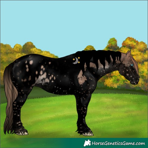 Horse Color:Void Liver Chestnut Pearl Splash Tobiano Appaloosa