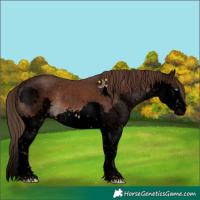 Horse Color:Void Liver Chestnut Sabino Splash 