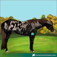 Horse Color:Void Liver Red Dun Splash Tobiano Appaloosa Rabicano