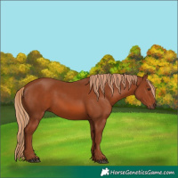 Horse Color:White Spotted Chestnut