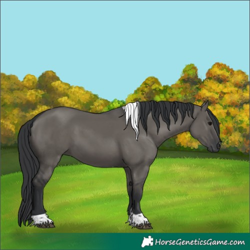 Horse Color:Grullo Tobiano Rabicano 