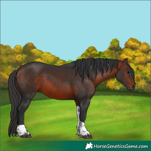 Horse Color:Bay Tobiano 