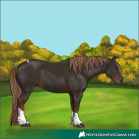 Horse Color:Liver Chestnut Tobiano