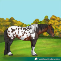 Horse Color:Bay Tobiano Appaloosa 