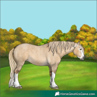 Horse Color:Gray White Spotted Chocolate Palomino Roan Dun Splash 