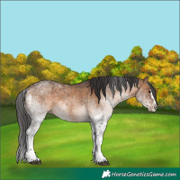 Horse Color:White Spotted Brown Dun Splash Tobiano Rabicano