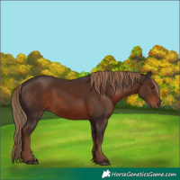 Horse Color:White Spotted Liver Chestnut 