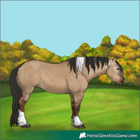 Horse Color:Gray Liver Red Dun Tobiano Rabicano 