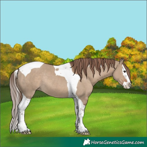 Horse Color:Liver Red Dun Splash Tobiano Rabicano 