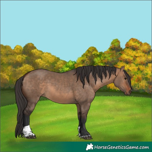 Horse Color:Bay Dun Tobiano Rabicano 