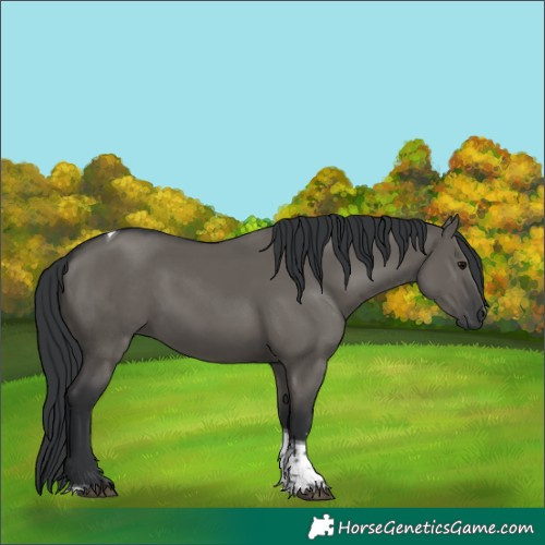 Horse Color:Grullo Tobiano Rabicano 