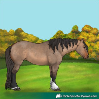 Horse Color:Bay Dun Tobiano Rabicano