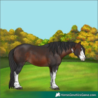 Horse Color:White Spotted Brown 