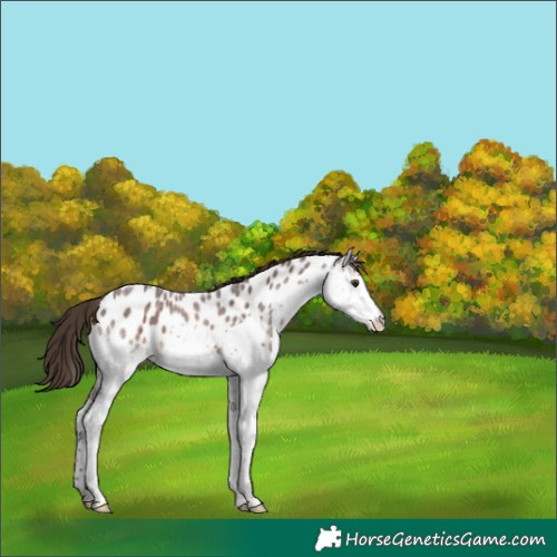 Horse Color:Liver Red Roan Splash Appaloosa 