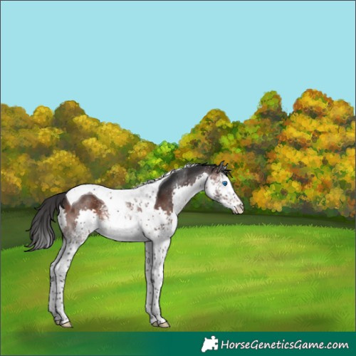 Horse Color:White Spotted Brown Splash Tobiano 