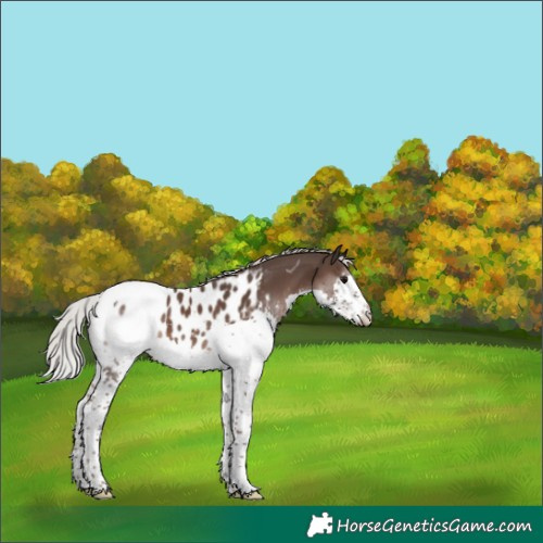 Horse Color:Silver Black Splash Tobiano Appaloosa 