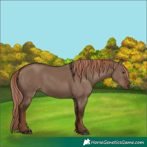 Horse Color:Liver Red Dun 