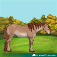 Horse Color:Red Dun 