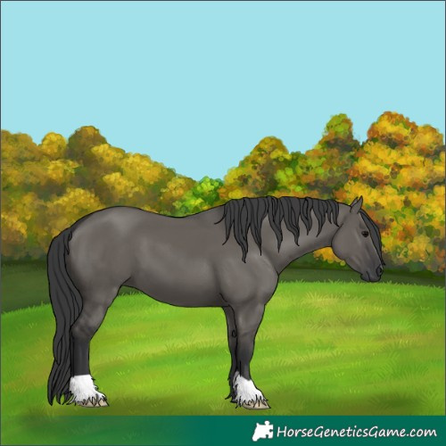 Horse Color:Grullo 