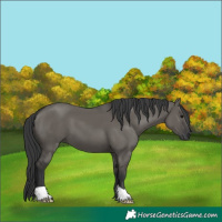 Horse Color:Grullo 
