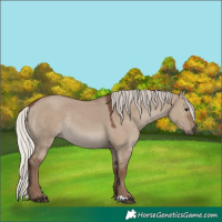 Horse Color:Silver Grullo Rabicano 