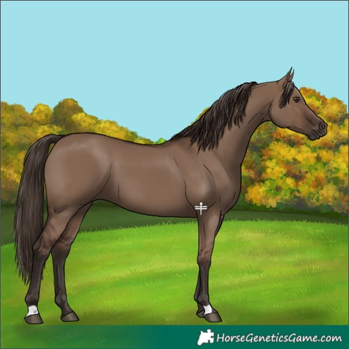 Horse Color:Liver Red Dun 